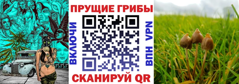 Галлюциногенные грибы Cubensis  Дмитриев 